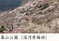 幕山公園(湯河原梅林)