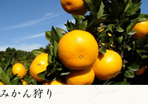 みかん狩り